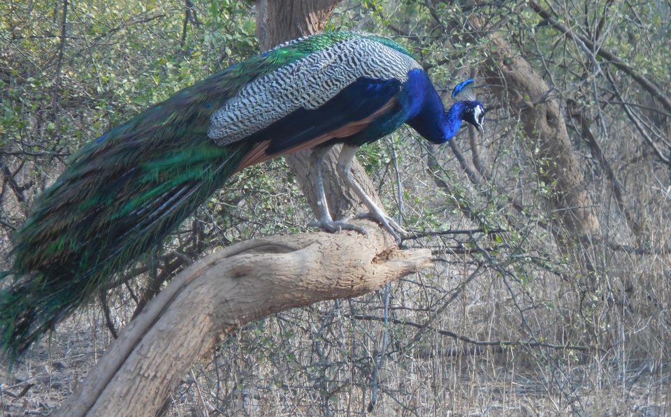 Photo of Sariska Tiger Reserve, Alwar, Ganeshpura With Rundh Kali Ghati, Rajasthan, India by Anend_anewbeginning