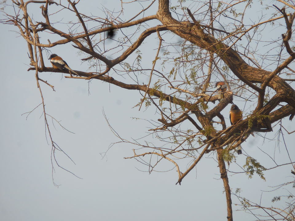 Photo of Sariska Tiger Reserve, Alwar, Ganeshpura With Rundh Kali Ghati, Rajasthan, India by Anend_anewbeginning