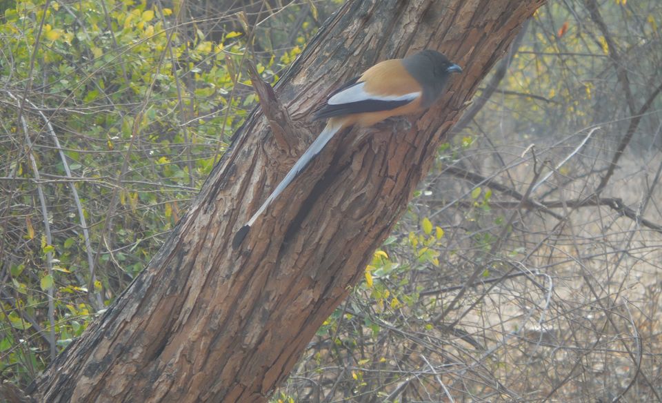 Photo of Sariska Tiger Reserve, Alwar, Ganeshpura With Rundh Kali Ghati, Rajasthan, India by Anend_anewbeginning