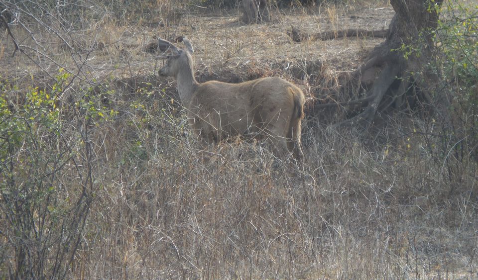 Photo of Sariska Tiger Reserve, Alwar, Ganeshpura With Rundh Kali Ghati, Rajasthan, India by Anend_anewbeginning