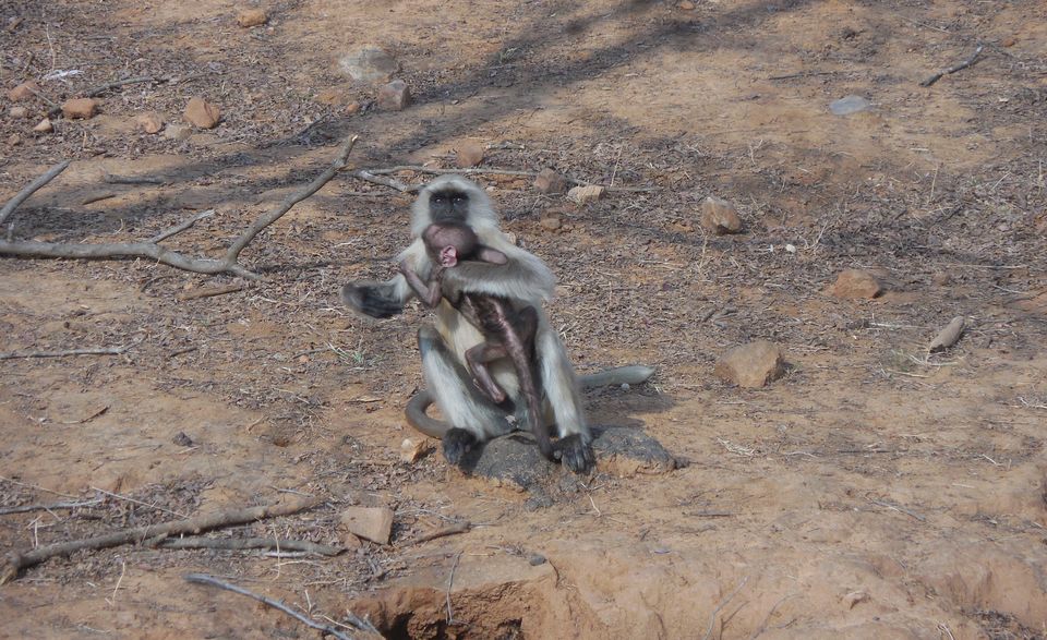 Photo of Sariska Tiger Reserve, Alwar, Ganeshpura With Rundh Kali Ghati, Rajasthan, India by Anend_anewbeginning