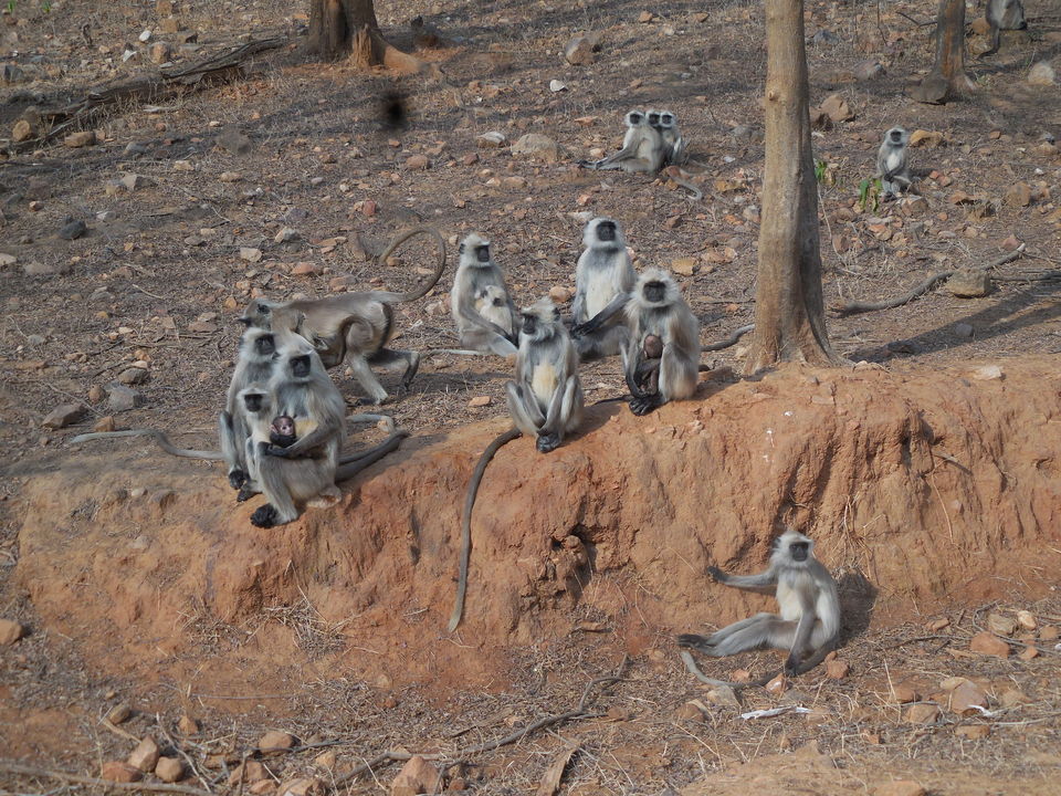Photo of Sariska Tiger Reserve, Alwar, Ganeshpura With Rundh Kali Ghati, Rajasthan, India by Anend_anewbeginning