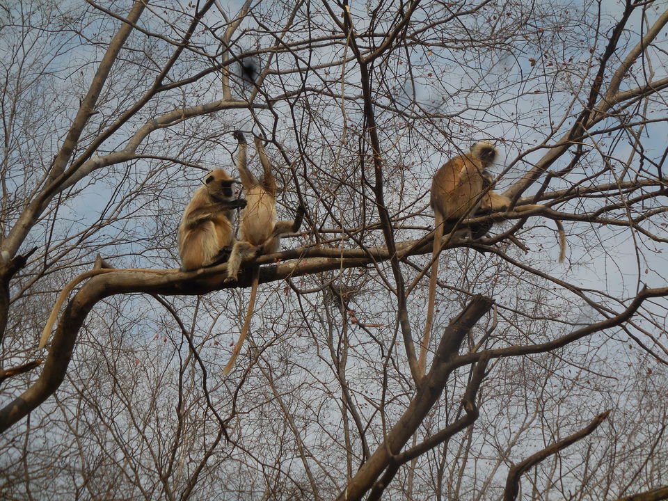 Photo of Sariska Tiger Reserve, Alwar, Ganeshpura With Rundh Kali Ghati, Rajasthan, India by Anend_anewbeginning