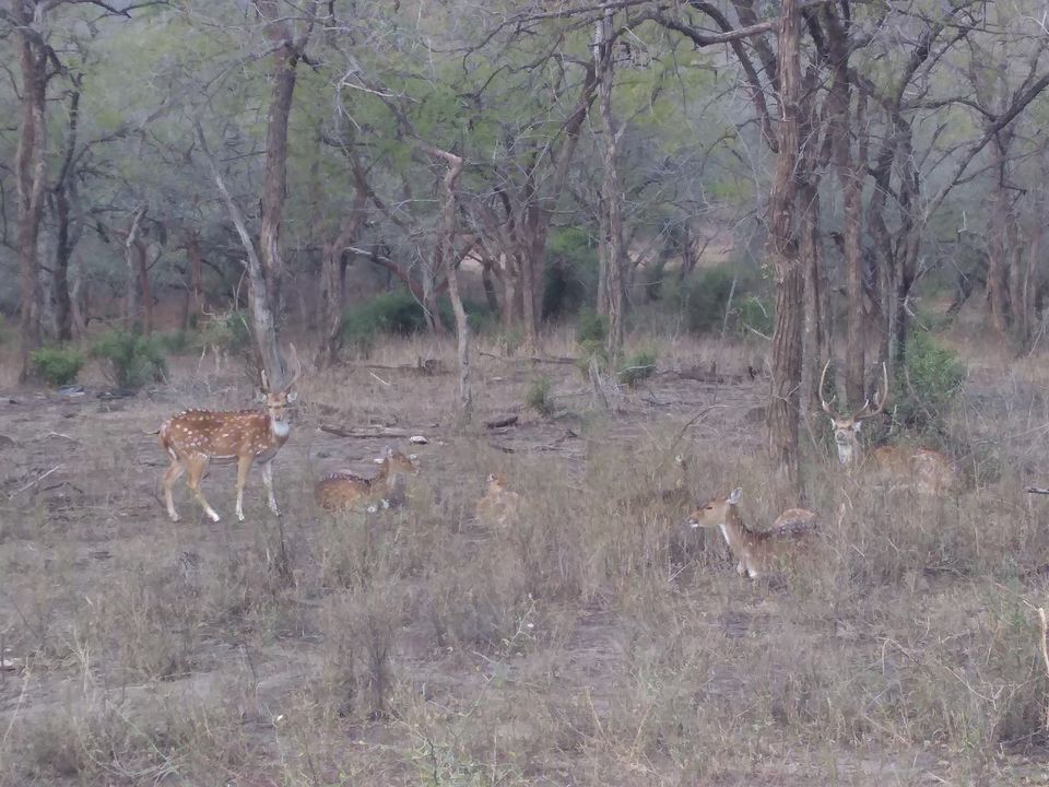 Photo of Sariska Tiger Reserve, Alwar, Ganeshpura With Rundh Kali Ghati, Rajasthan, India by Anend_anewbeginning