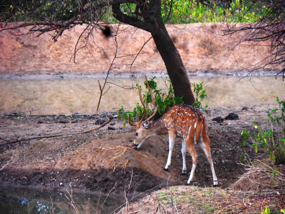 Photo of Sariska Tiger Reserve, Alwar, Ganeshpura With Rundh Kali Ghati, Rajasthan, India by Anend_anewbeginning