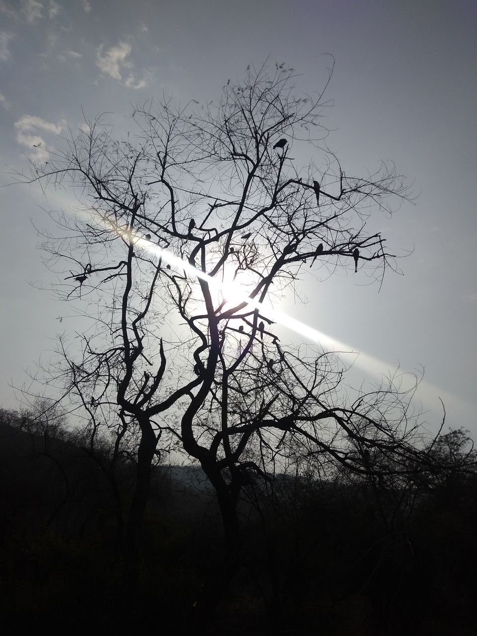 Photo of Sariska Tiger Reserve, Alwar, Ganeshpura With Rundh Kali Ghati, Rajasthan, India by Anend_anewbeginning