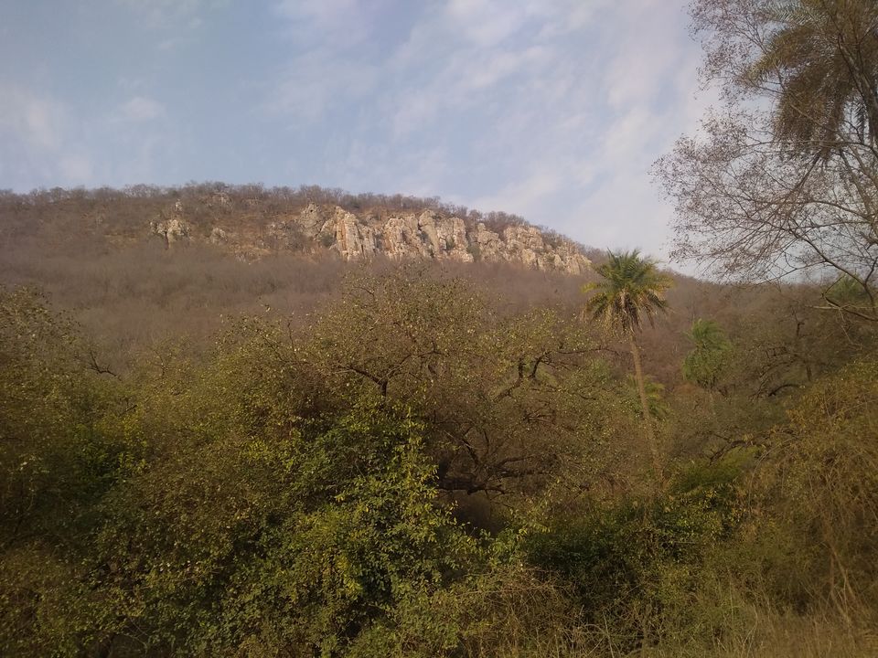 Photo of Sariska Tiger Reserve, Alwar, Ganeshpura With Rundh Kali Ghati, Rajasthan, India by Anend_anewbeginning