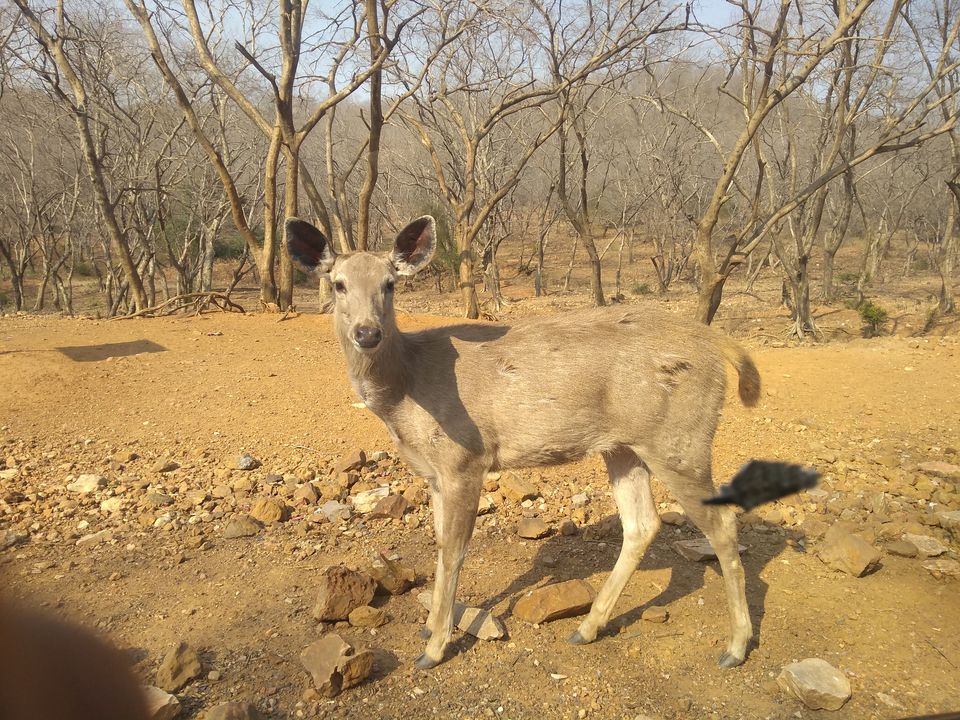 Photo of Sariska Tiger Reserve, Alwar, Ganeshpura With Rundh Kali Ghati, Rajasthan, India by Anend_anewbeginning