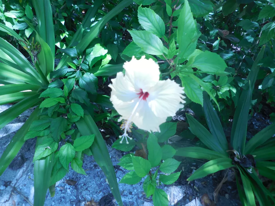 Photo of Club Med Kani, Maldives by Samapti Das | @curvy_bongshell