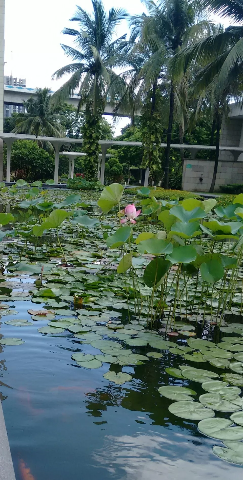 Photo of ITC Sonar Bangla, JBS Haldane Avenue, Tangra, Calcutta, West Bengal, India by Curvy_bongshell