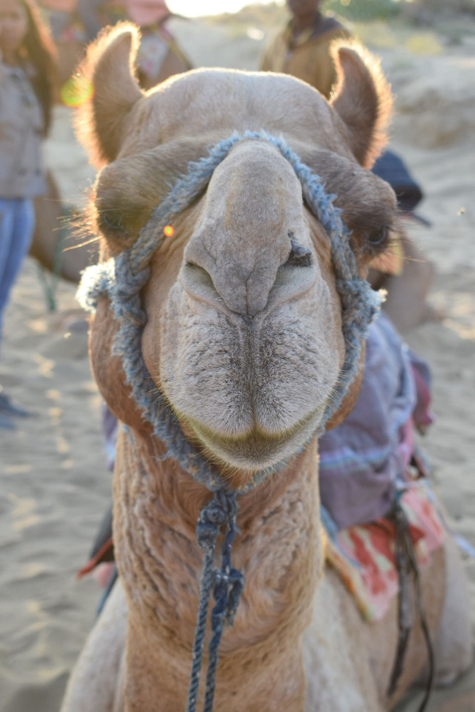 Photo of Trip To Jaisalmer In Winters by Deepak Verma