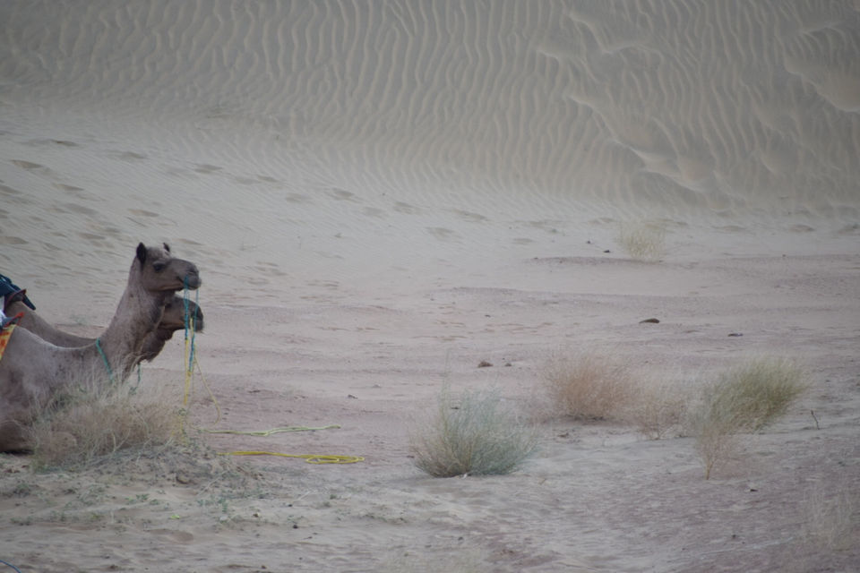 Photo of Trip To Jaisalmer In Winters by Deepak Verma