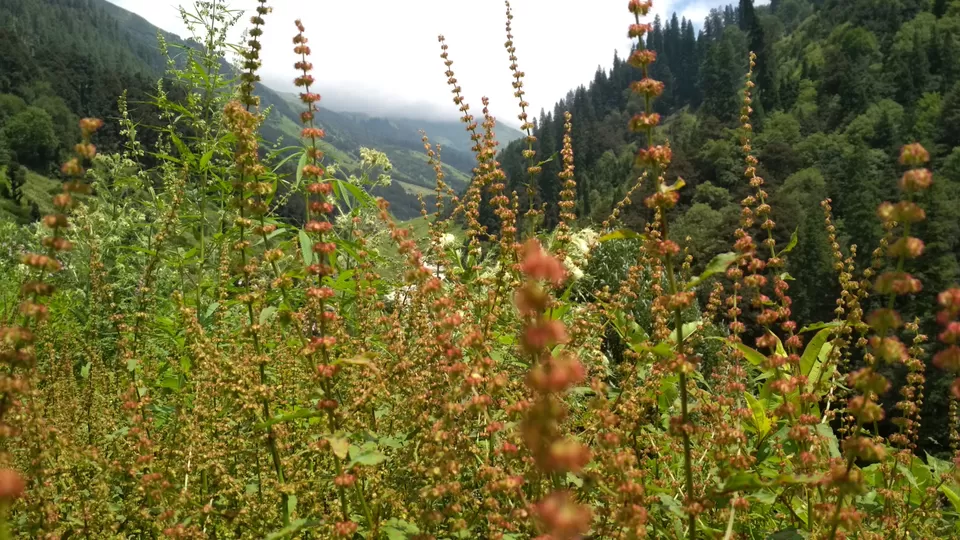Photo of Magic Valley by Aditya Bhatia