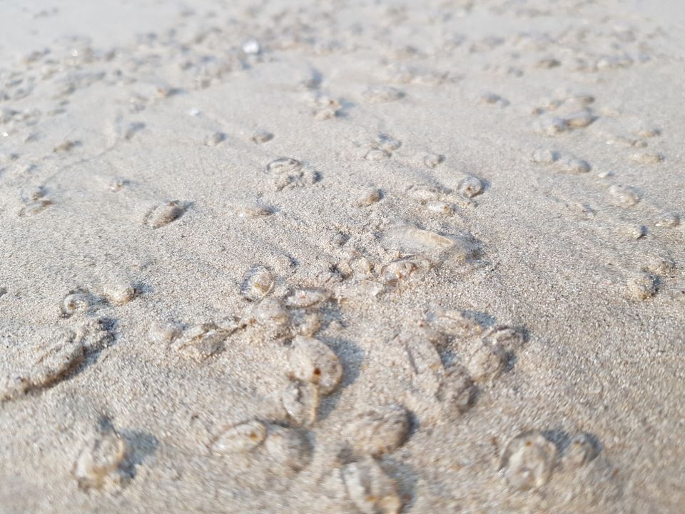 Photo of Shivrajpur Beach, Shivrajpur, Gujarat, India by Arpan Shah