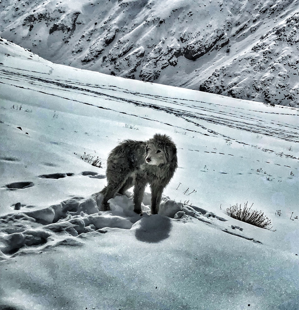 Photo of A Treat To The Eye :Leh Ladhak by Saimyata Bailung