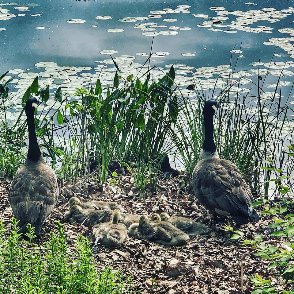 Photo of Lake Artemesia, College Park, MD, USA by Saimyata Bailung