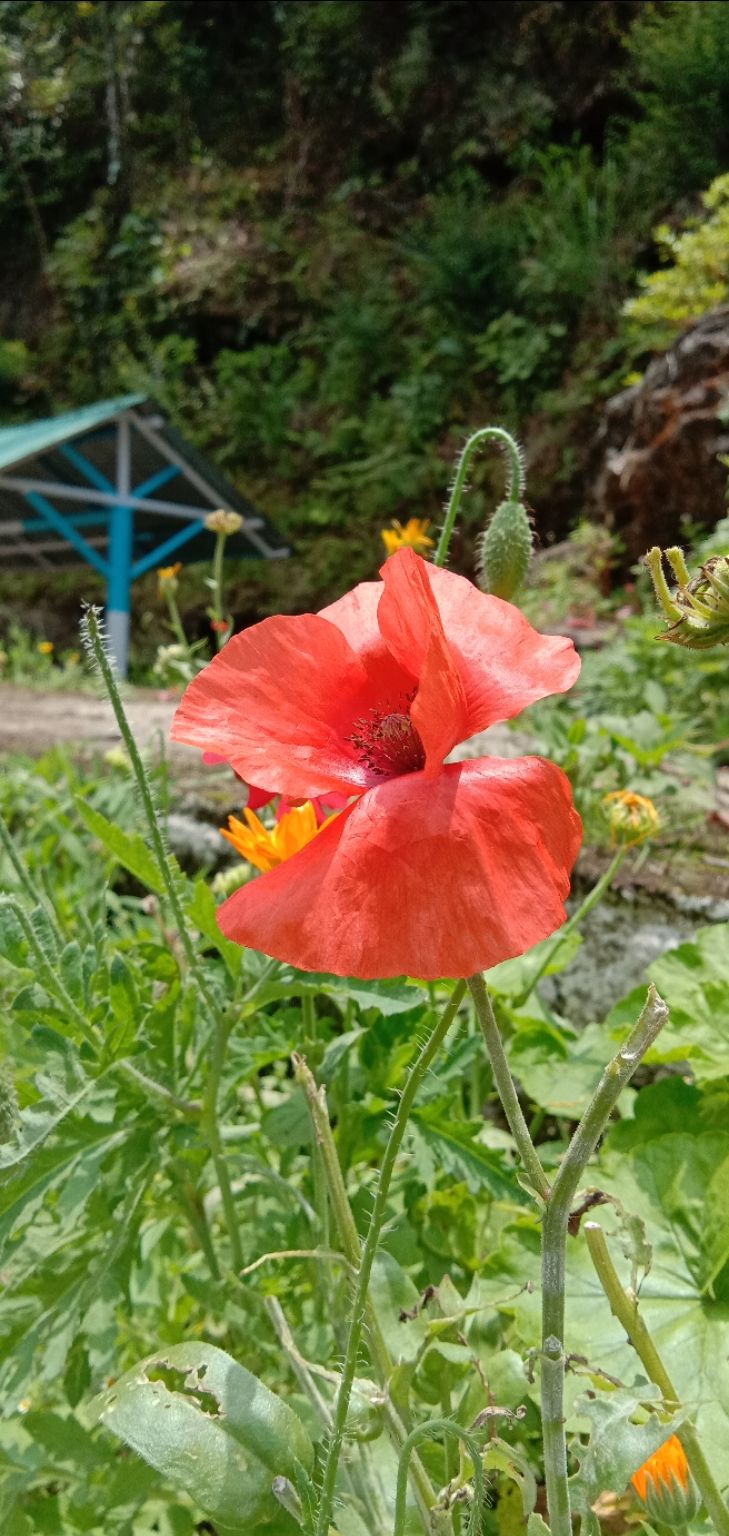 Photo of Darjeeling, with love by Adrita Choudhury