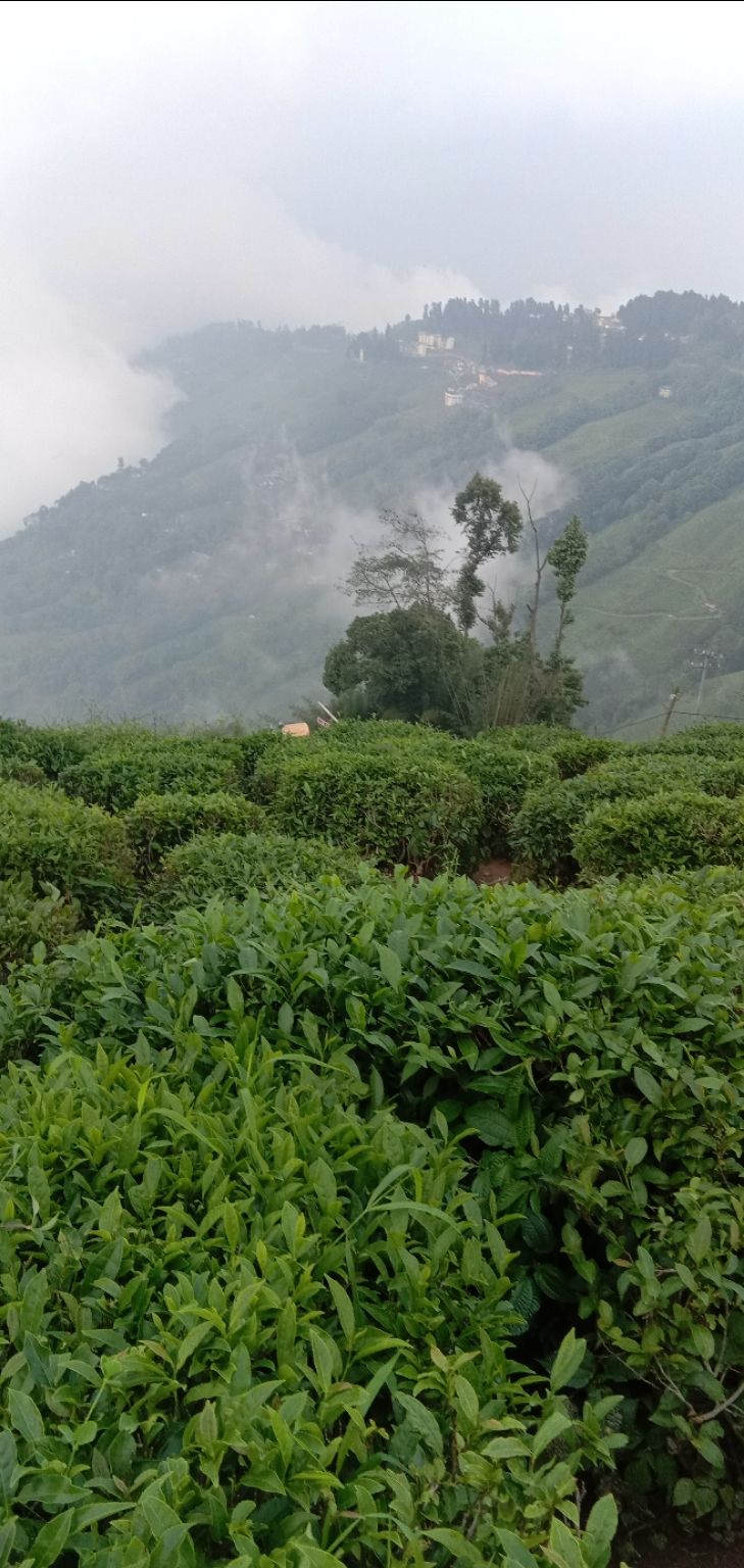 Photo of Darjeeling, with love by Adrita Choudhury