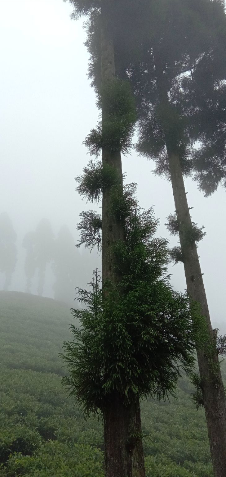 Photo of Darjeeling, with love by Adrita Choudhury