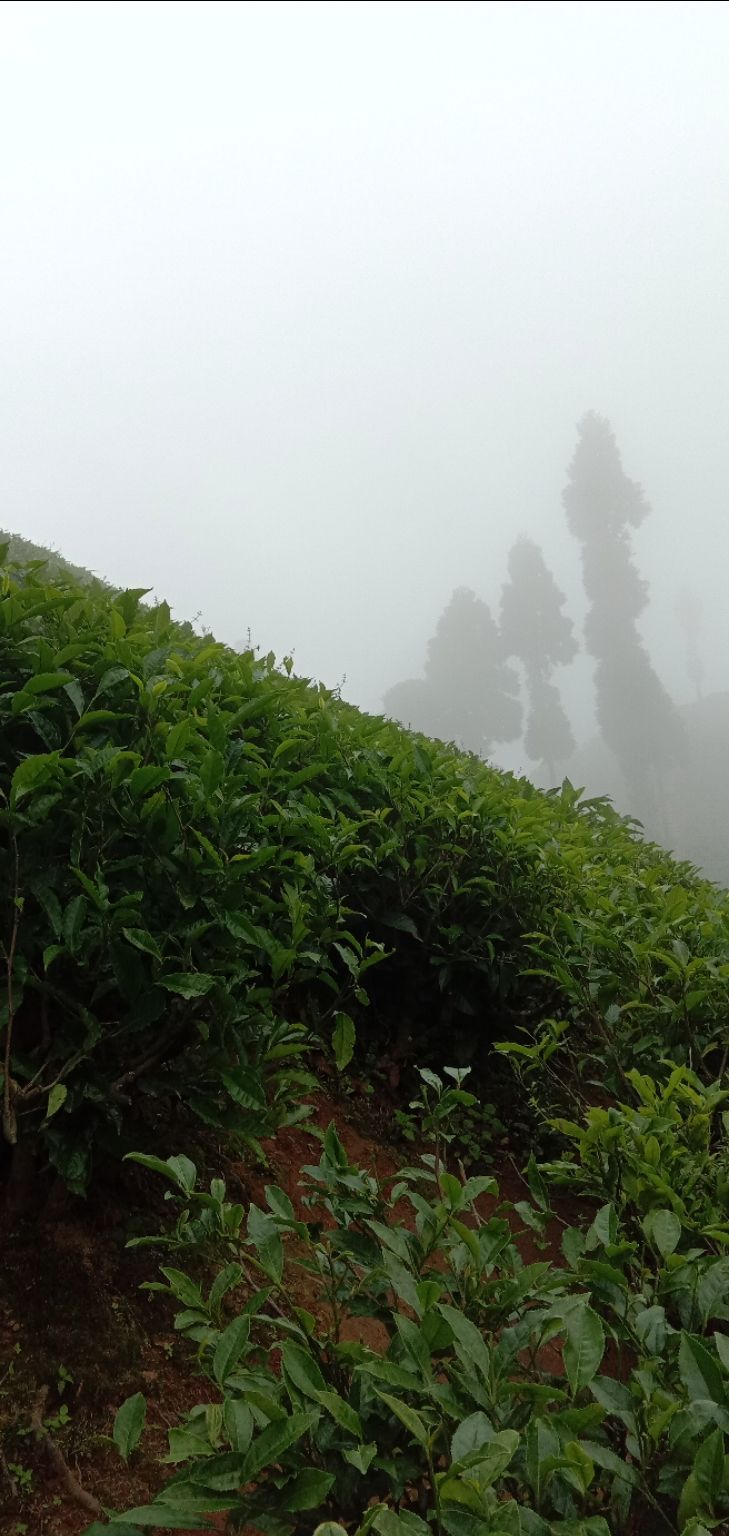 Photo of Darjeeling, with love by Adrita Choudhury
