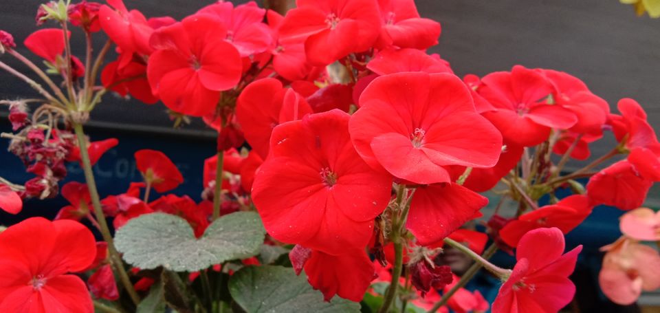 Photo of Darjeeling, with love by Adrita Choudhury