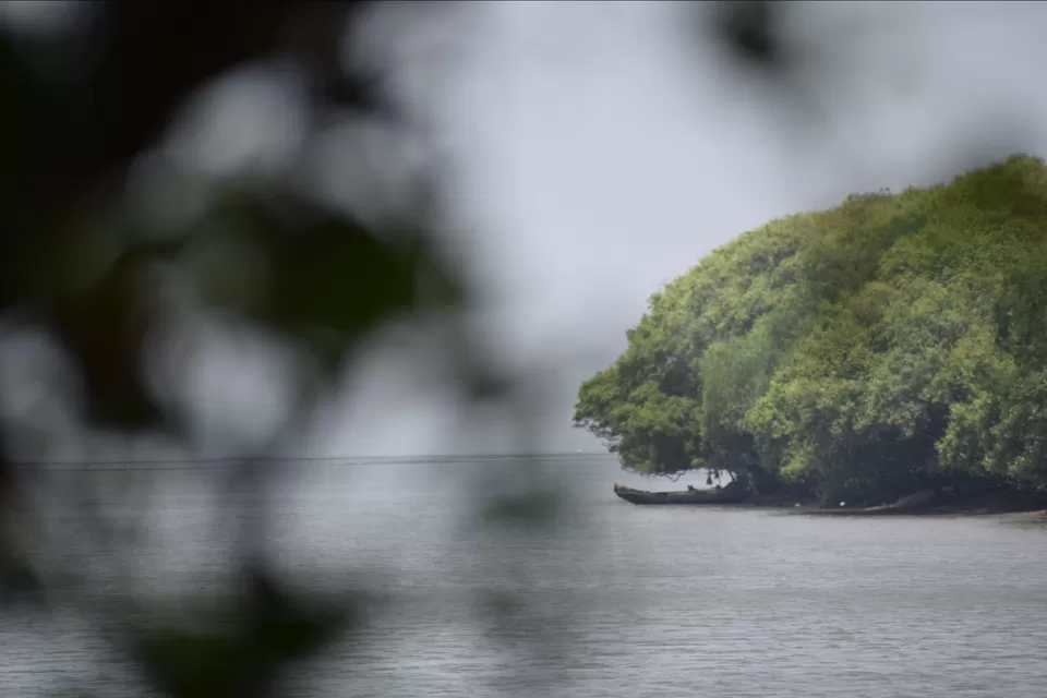 Photo of Coringa Wildlife Sanctuary By sandeep sunkara