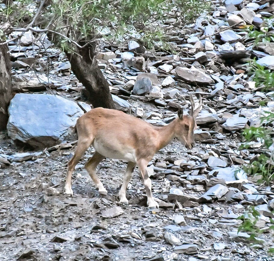 Photo of WHAT IS CHITRAL? by Saad Bin Shamil