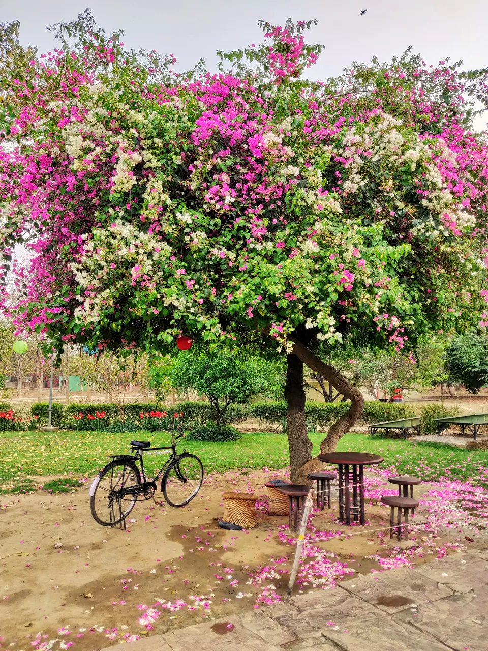 Photo of Roots Cafe, Rajiv Gandhi Park, Sector 29, Gurugram, Haryana, India by akriti@Creativehubzone