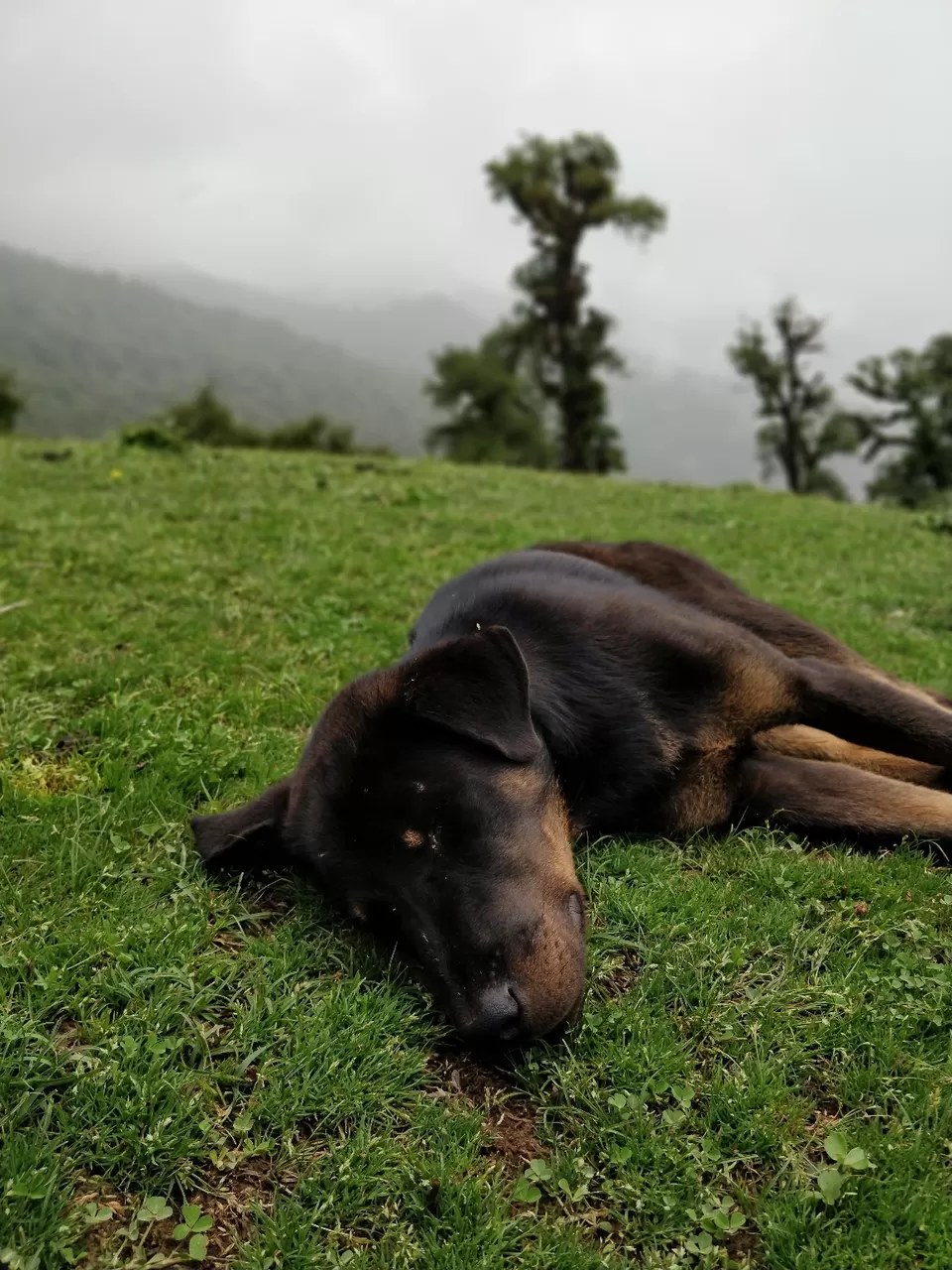 Photo of Dayara Bugyal - A place where heaven exists by Shreya Prasad
