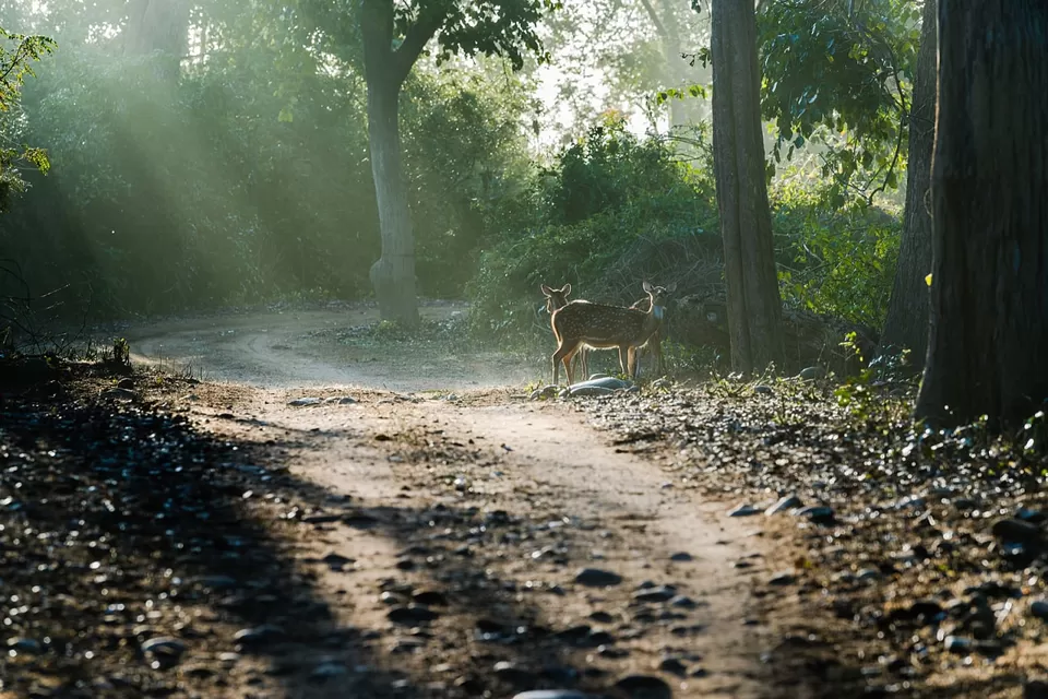 Photo of Jim Corbett National Park, Ramnagar, Uttarakhand, India by IT IS A BLOG