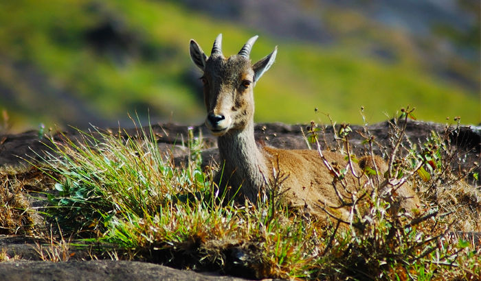 Photo of Eravikulam National Park, Kerala, India by IT IS A BLOG