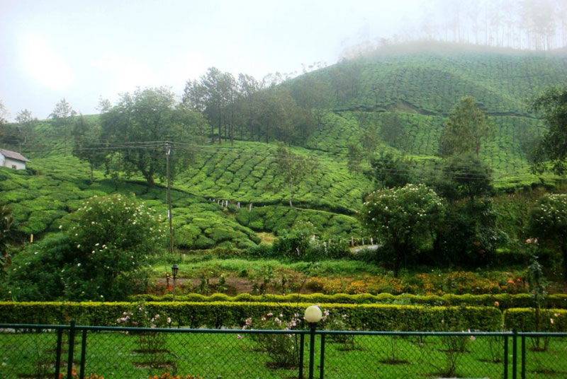 Photo of Blossom Park, Moolakadai, Munnar, Kerala, India by IT IS A BLOG