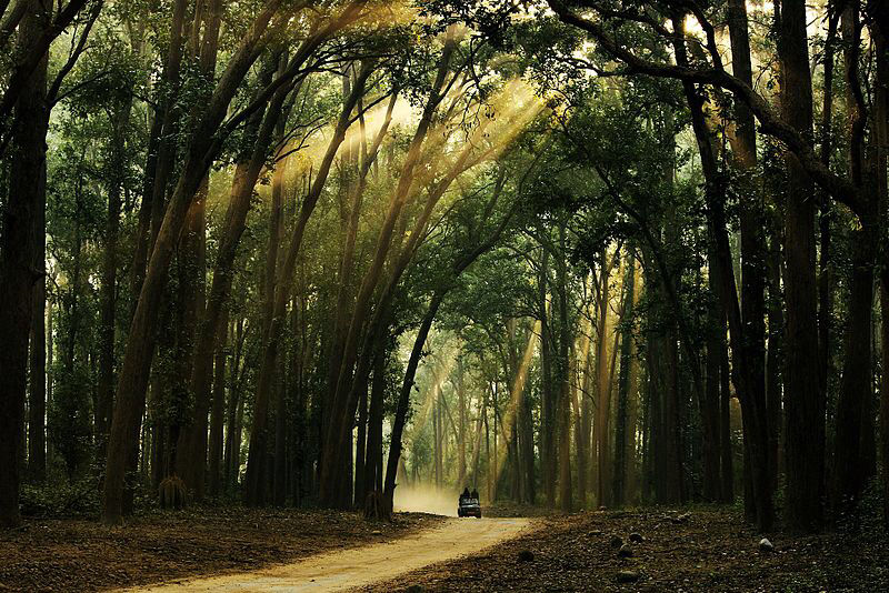 Photo of Jim Corbett National Park, Ramnagar, Uttarakhand, India by Mohit Jainn