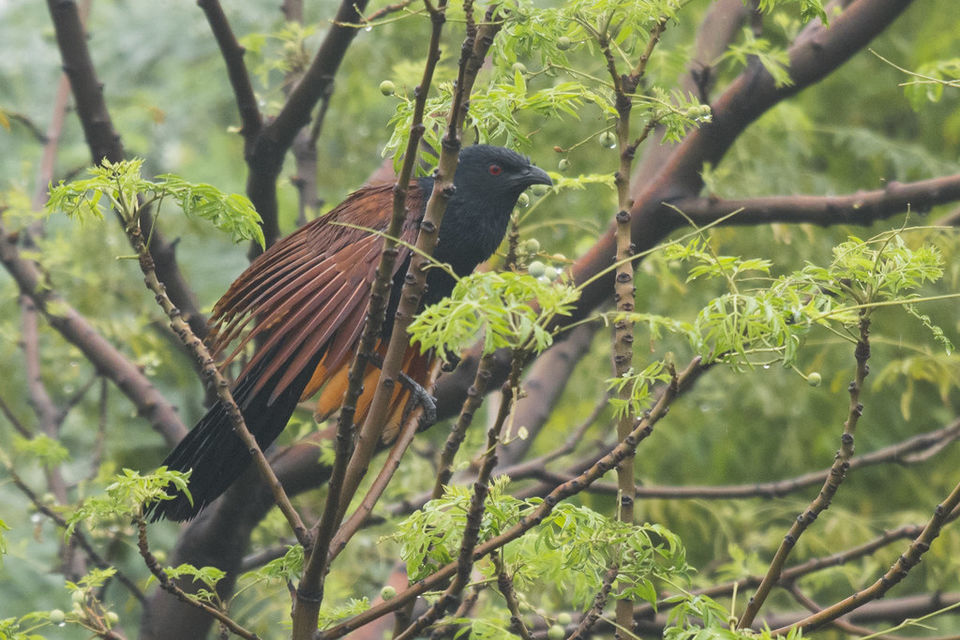Photo of Okhla Bird Sanctuary, Sector 95, Uttar Pradesh, India by Sreshti Verma