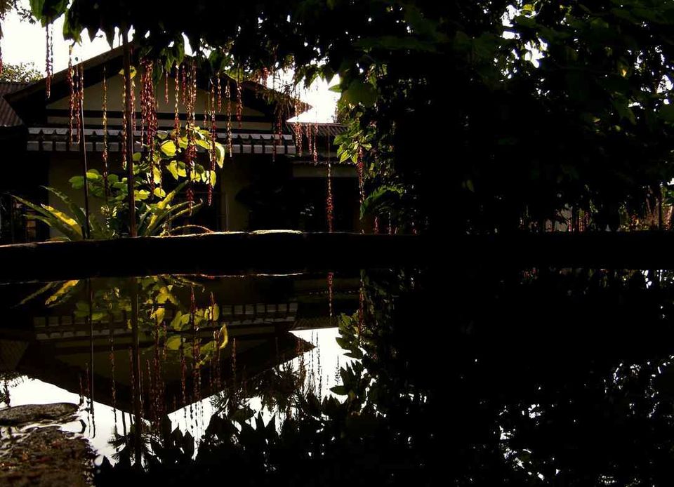 Photo of Living Root Bridge, Meghalaya, India by Apratim Kundu