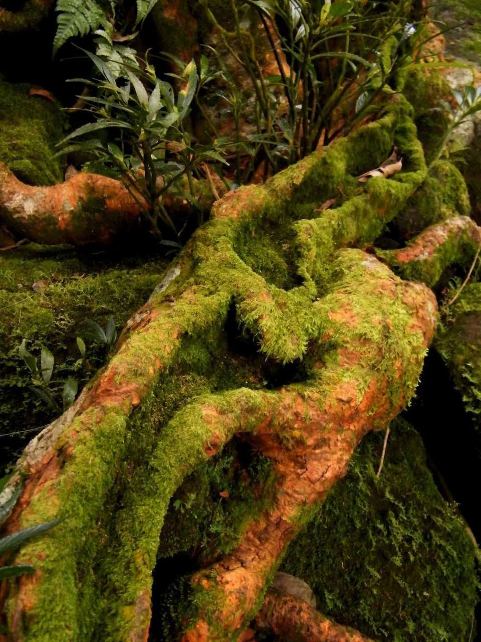 Photo of Living Root Bridge, Meghalaya, India by Apratim Kundu