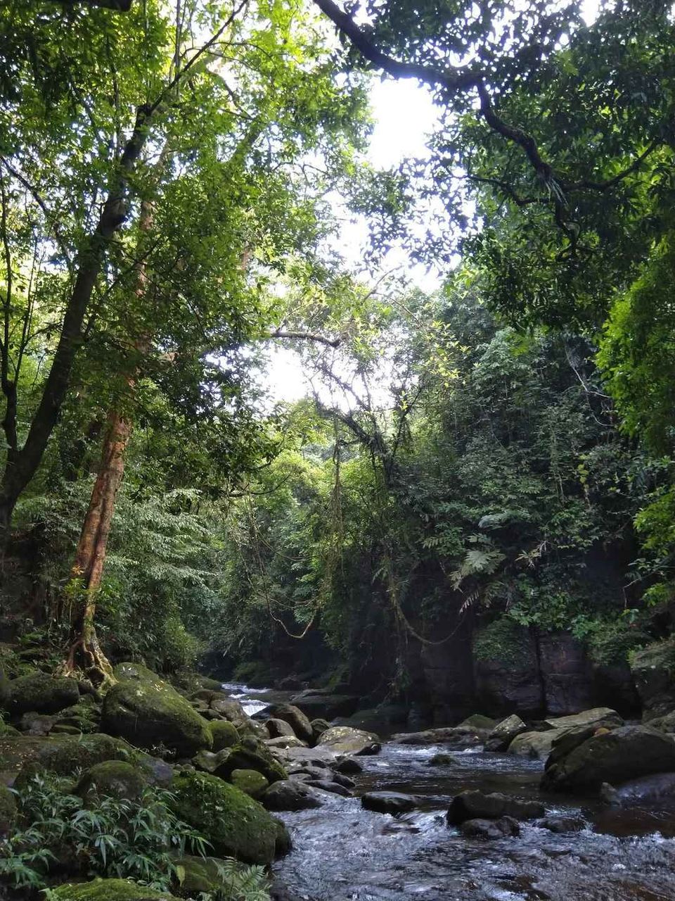 Photo of Mawlynnong, Meghalaya, India by Apratim Kundu