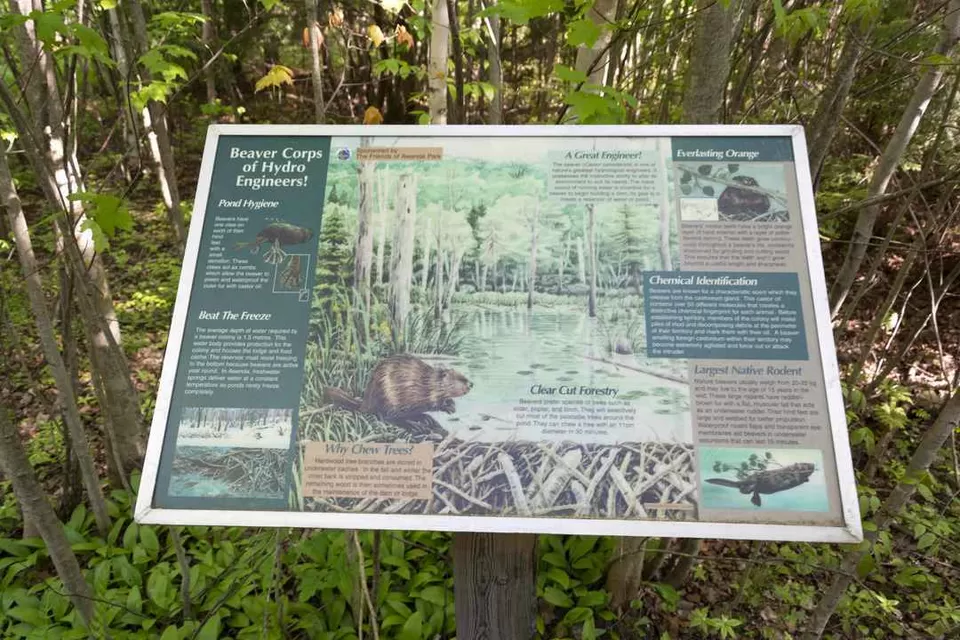 Photo of Beaver Trail, Moodie Drive, Nepean, ON, Canada by Anoop Pillai