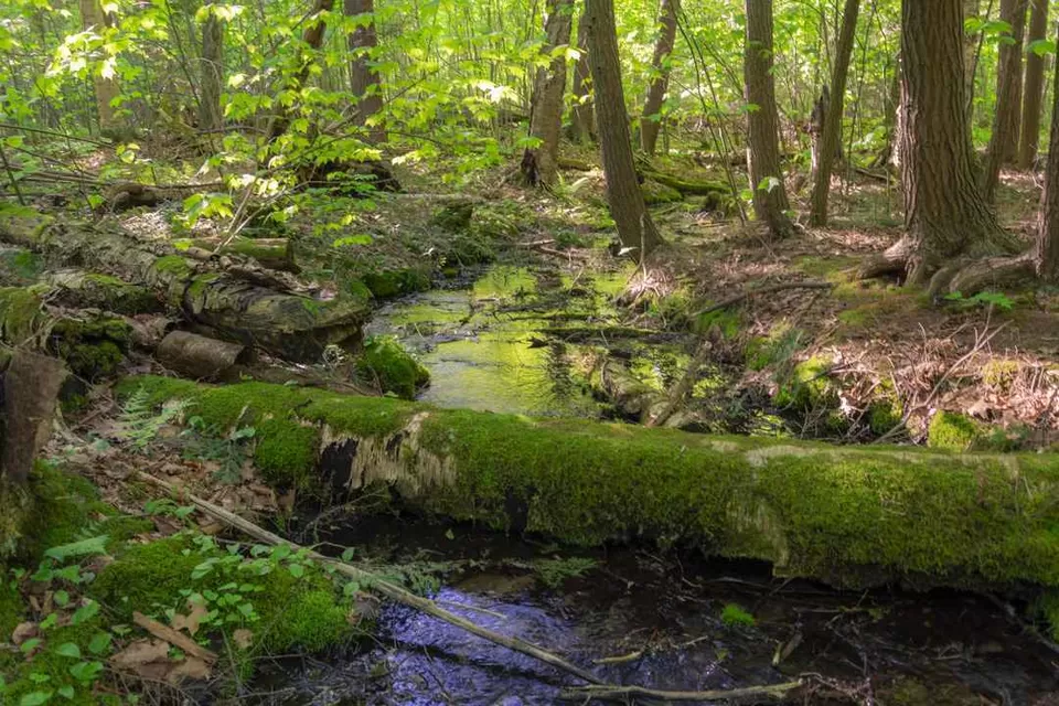 Photo of Beaver Trail, Moodie Drive, Nepean, ON, Canada by Anoop Pillai