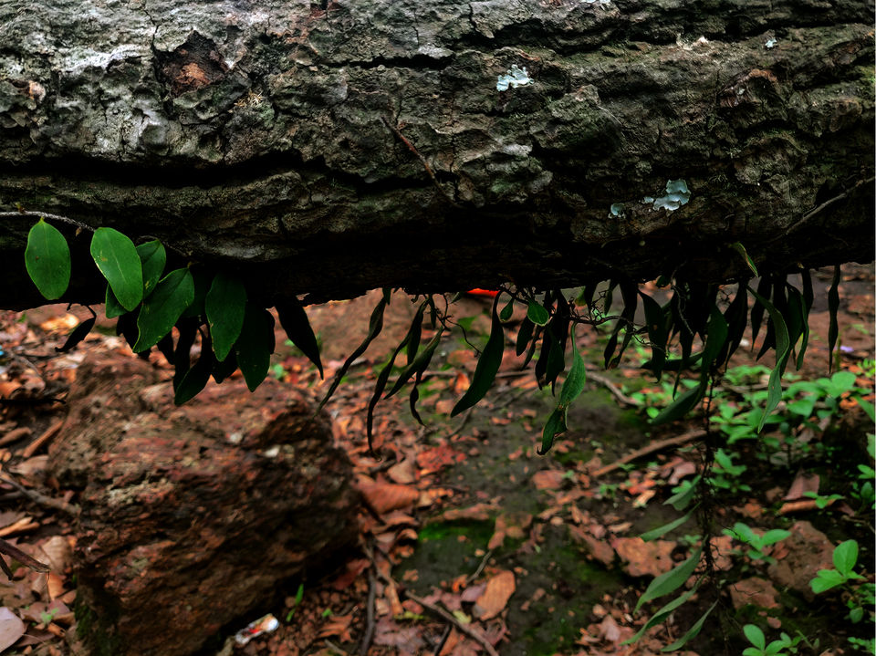 Photo of INTO THE WILDERNESS: JIM CORBETT NATIONAL PARK 8/18 by Priyanshu Mishra