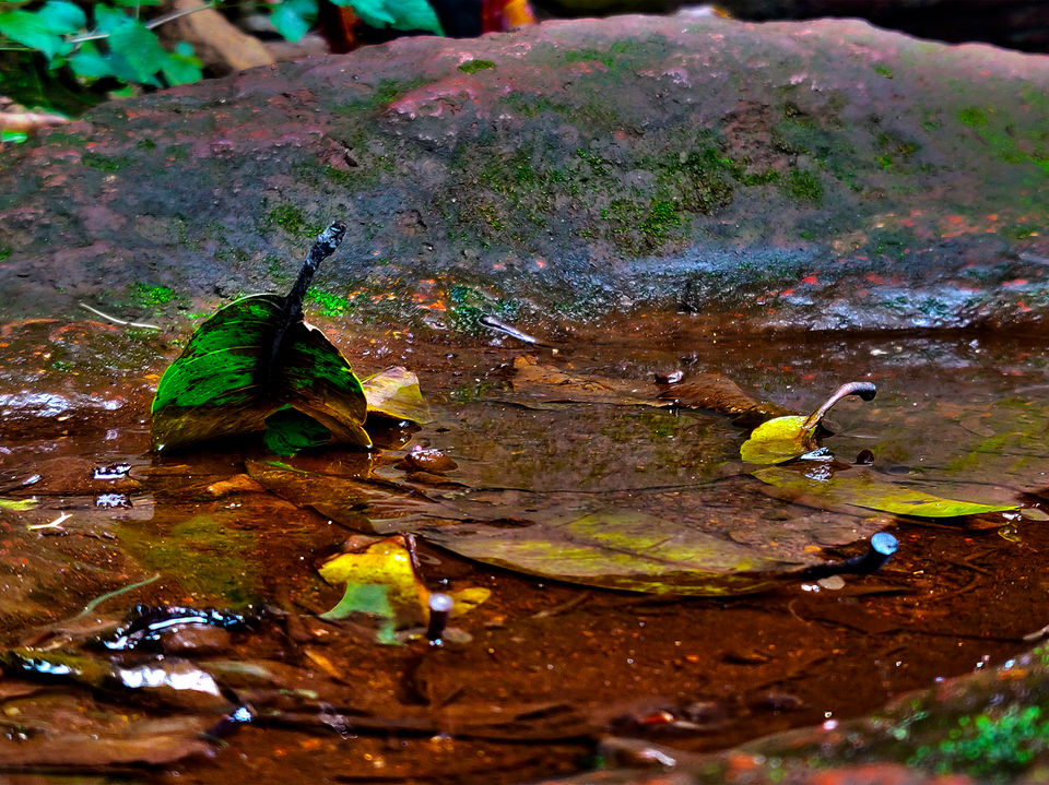 Photo of INTO THE WILDERNESS: JIM CORBETT NATIONAL PARK 6/18 by Priyanshu Mishra
