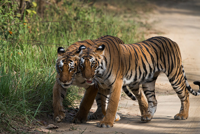 Photo of INTO THE WILDERNESS: JIM CORBETT NATIONAL PARK by Priyanshu Mishra