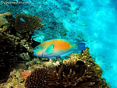 Photo of Ho‘okena Beach Park, Mamalahoa Hwy, Captain Cook, HI, USA by David & Veronica