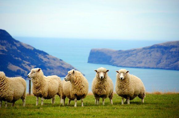 Photo of 7 Reasons To Visit New Zealand Once The Kids Have Flown The Nest by David & Veronica