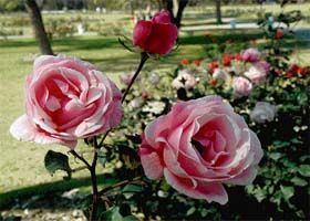 Photo of Places of Nature's pride - Chandigarh and Shimla 1/6 by Sattanurupa Saha