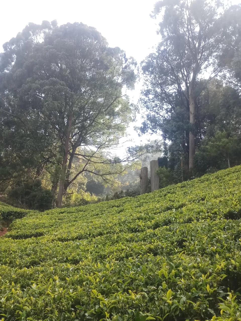 Photo of Love Hill stations? Haven't visited Ooty yet? by Rohit Rajpal