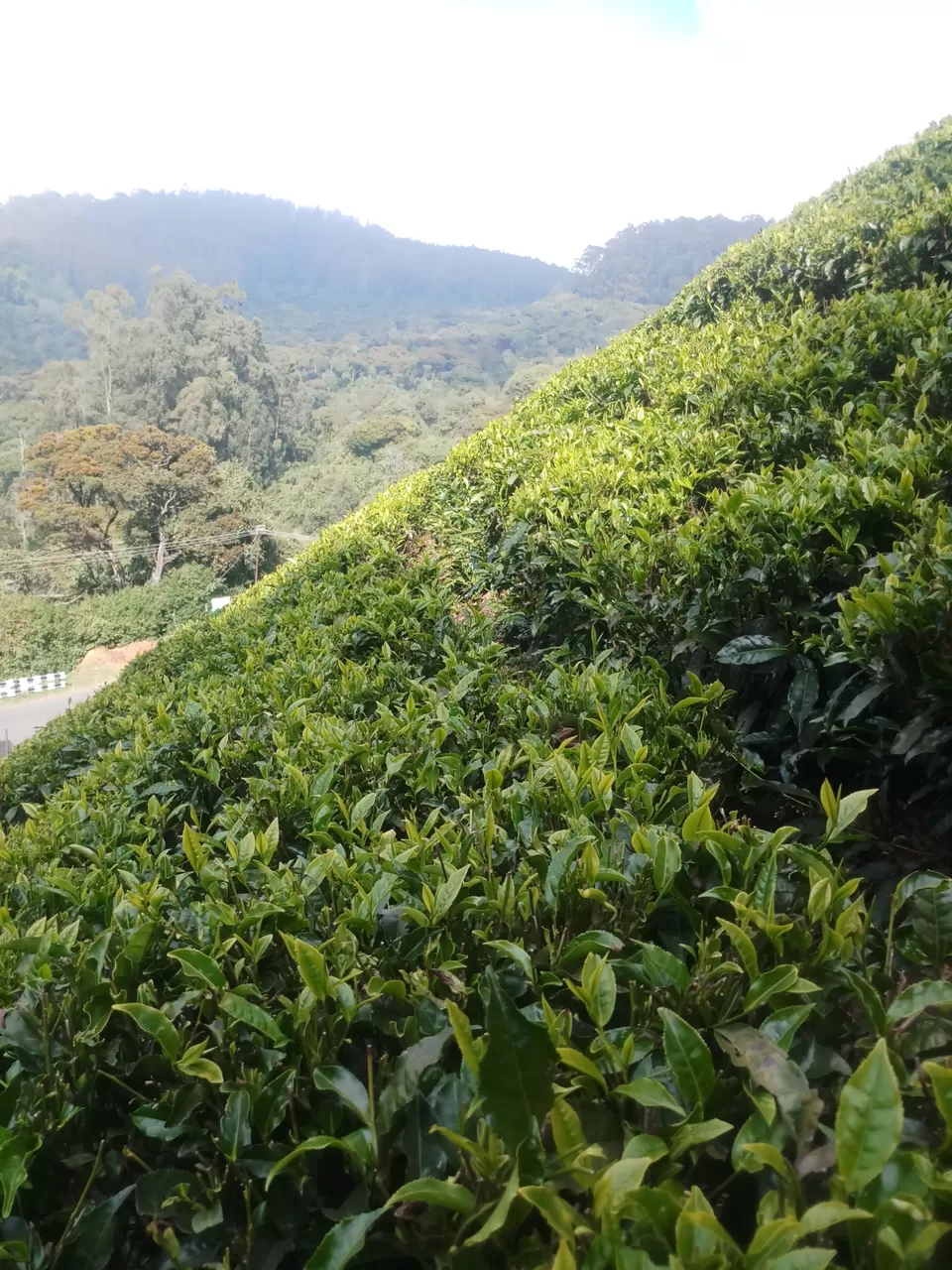 Photo of Love Hill stations? Haven't visited Ooty yet? by Rohit Rajpal