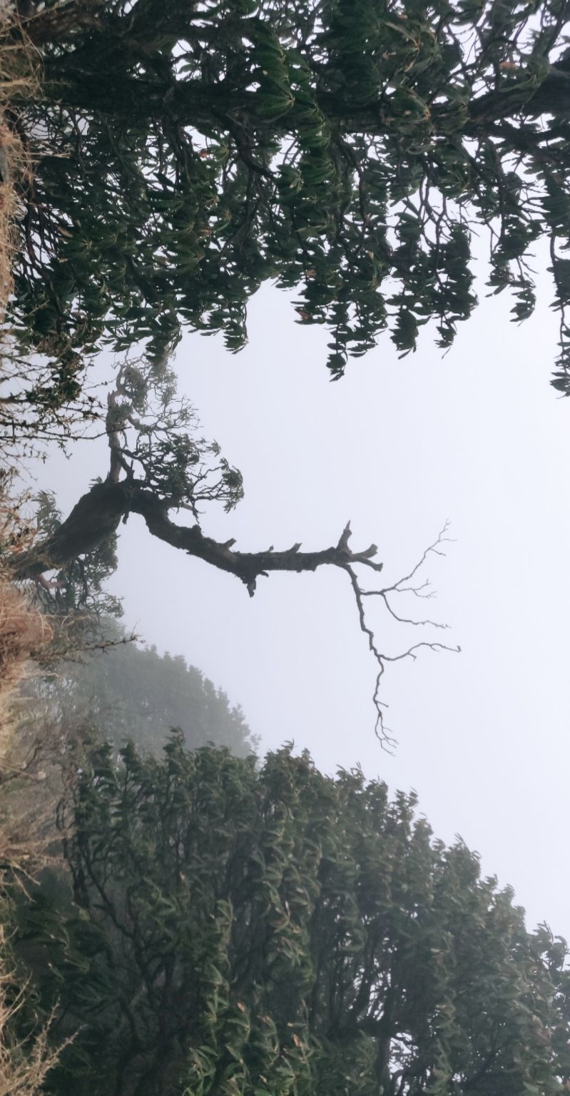 Photo of A trippy trip , Mcleodganj - Triund by shubh shukla