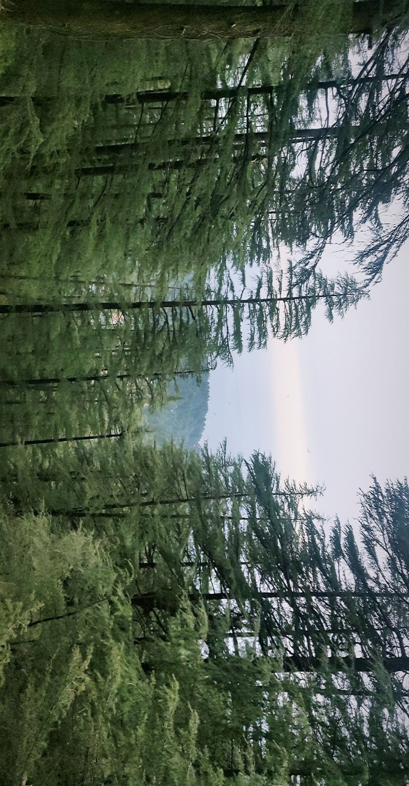 Photo of A trippy trip , Mcleodganj - Triund by shubh shukla