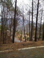 Photo of Auli-The-marvellous-beauty-of-nature 2/5 by Travelntweet